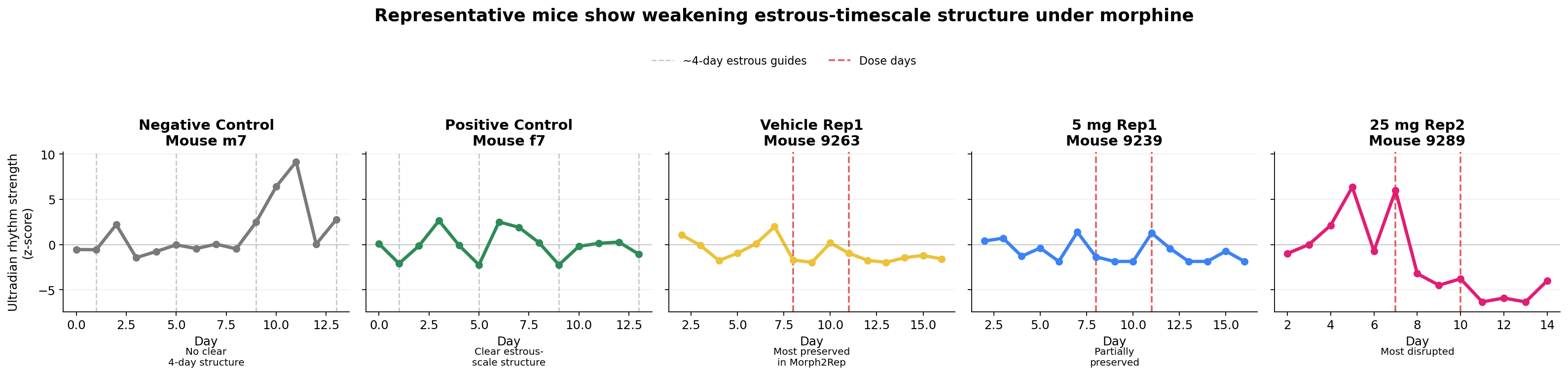 Representative mice showing estrous-timescale behavioral rhythms